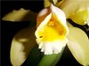 Cattleya forbesii